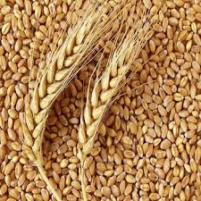 Wheat flour